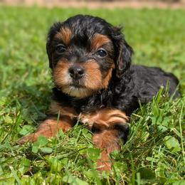 Sunday - Black and tan female Yorkipoo puppy in Coshocton, Ohio from Forever Family Puppies