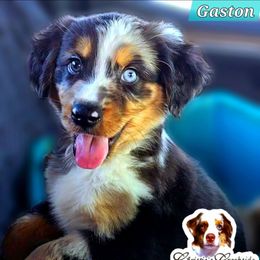 Gaston - Blue merle male Miniature Australian Shepherd puppy in Punta Gorda, Florida from Christie's Creekside Aussies
