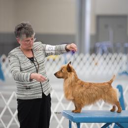 Australian Terriers from Take 5 Aussies