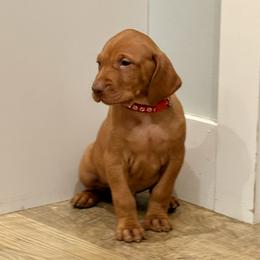 Red Puppy - Golden rust male Vizsla puppy in Sheridan, Indiana from Glory Days Vizslas