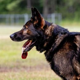 German Shepherds from Carol’s K9