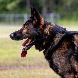 German Shepherds from Carol’s K9