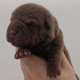 Girl 2 - Blue dilute female Chinese Shar-Pei puppy in Bakersfield, California from Cashmerewrinkles