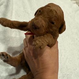 Red - Red  male Goldendoodle puppy in Bakersfield, California from Lavish Doodles