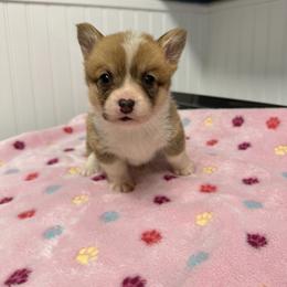 Daisy - Fawn female Pembroke Welsh Corgi puppy in Jenkinsburg, Georgia from Red Elephant Farms