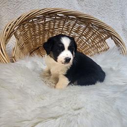 Lady Grey - Black tri-color female Australian Shepherd puppy in California from Skiba Aussies