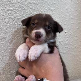 Sleepy - Tri-color female Border Collie puppy in Oberlin, Kansas from Hangin R Kennels