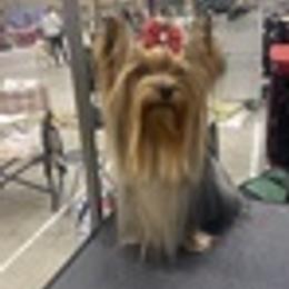 Yorkshire Terriers from Corazón De Cristal Yorkies