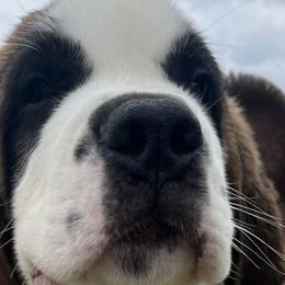 Boy 1 - Saint Bernard puppy in Virginia from Mountain Star Farm VA Saint Bernard