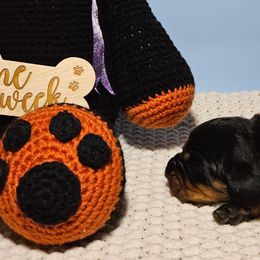 Boy 2 - Black and Tan Coonhound puppy in Kingsport, Tennessee from Summitt Black and Tans