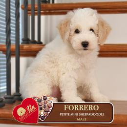 Forrero - Brown and white male Sheepadoodle puppy in Cleveland, Tennessee from Narrow Path Old English & Sheepadoodles