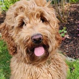 Daisy - Australian Labradoodle
