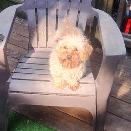 Tito - Poodle