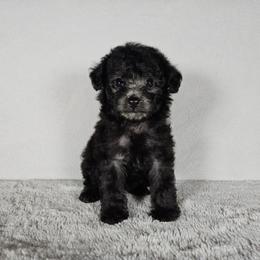 Buzz Toy - Black male Poodle puppy in Doerun, Georgia from Twig & Tail Puppies
