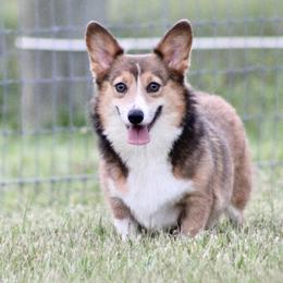 Petrie - Pembroke Welsh Corgi