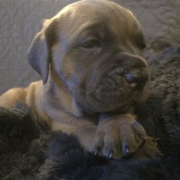 Cane Corso Puppies from Stone Cane Corso