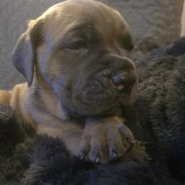 Cane Corso Puppies from Stone Cane Corso