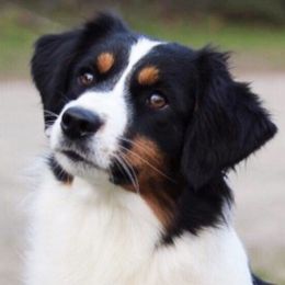 Dalmatians and Miniature American Shepherds from Novus Kennels