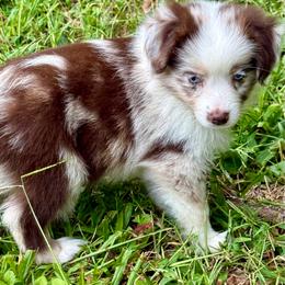 D'arcy - Red merle female Miniature Australian Shepherd puppy in Patterson, North Carolina from DreamLine Aussies