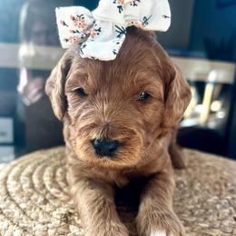 Olive - Red  female Goldendoodle puppy in S AI Nt John, Indiana from Lulu's Goldendoodles