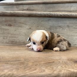Ricotta - Sable merle and white female American Corgi puppy in Pahrump, Nevada from Desert Sunset Corgis