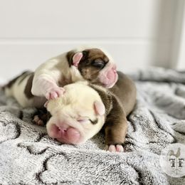 Bulldog Puppies from Fields’ Folly