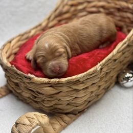 Macaroni - Apricot female Goldendoodle puppy in Williamson, New York from Lakeside Doodles