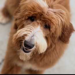 Honey - Goldendoodle