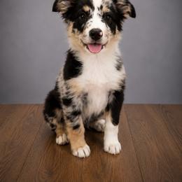 Vega - Blue merle male Miniature Australian Shepherd puppy in Macomb, Missouri from Show Me MO Aussies