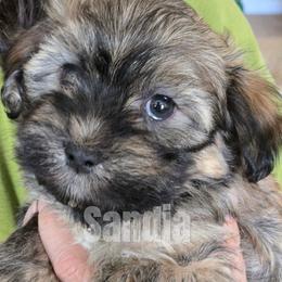 Havanese Puppies from Sandia