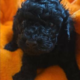 Jess - Black female Poodle puppy in Mc Dade, North Carolina from Toy Poodles of NC