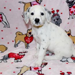 Rubble - White and black Dalmatian puppy in Lavon, Texas from Fox and Spots