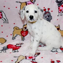 Rubble - White and black Dalmatian puppy in Lavon, Texas from Fox and Spots