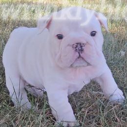 AKC Duke - Bulldog puppy from Wrinkly Blessings English Bulldogs