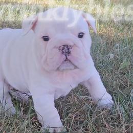 AKC Duke - Bulldog puppy from Wrinkly Blessings English Bulldogs