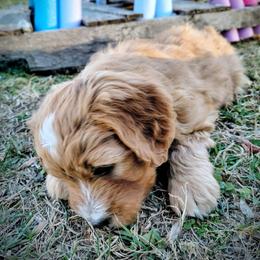 Assorted Doodle Crosses Puppies from Southern Star Goldendoodles