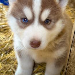 Bruno - Red and white male Siberian Husky puppy in Grant City, Missouri from Timberline Paws