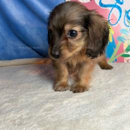 Louie - Dapple male Dachshund puppy in Washington from Beautiful Doxies