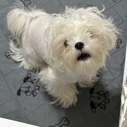 Cavapoo, Cockapoo, Maltese, and Poodle Puppies from Clearview Canines