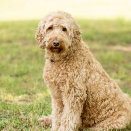 Mila - Goldendoodle