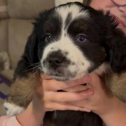 Rocky - Black tri male Toy Australian Shepherd puppy in Fairview, Tennessee from Hoffman Forest Acres LLC