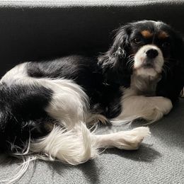 Moriah - Cavalier King Charles Spaniel