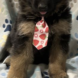 Black and red boy - Black and red male German Shepherd puppy in Lordstown, Ohio from Jewels German Shepherd