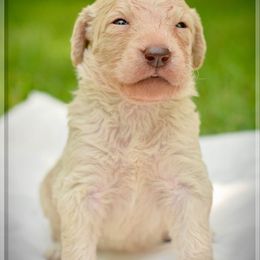 Goldendoodle, Labradoodle, and Poodle Puppies from Mississippi Retrievers