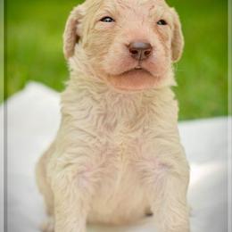 Goldendoodle, Labradoodle, and Poodle Puppies from Mississippi Retrievers