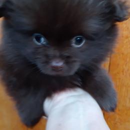 Cherokee pup 4 - Chocolate female Pomeranian puppy in Carrollton, Georgia from B AND R'S POMERANIAN'S