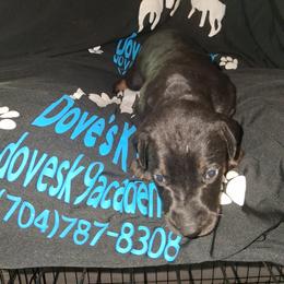 Girl 2 - Black and rust female Doberman Pinscher puppy in Concord, North Carolina from Dove's K9 Academy