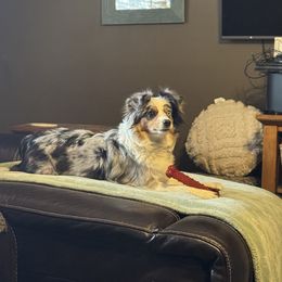 Polish - Miniature Australian Shepherd