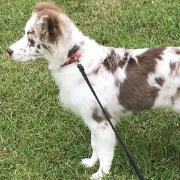 Australian Shepherds from Willow's Love