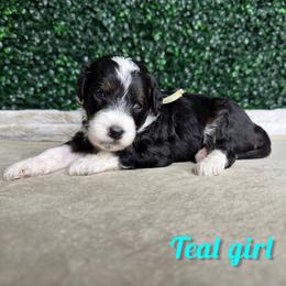 Teal Girl - Black female Goldendoodle puppy in Modesto, California from Two Doods Doodles